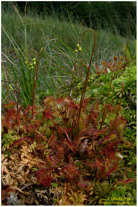 drosera rotundifolia, pianta insettivora, rosolida, pianta carnivora,  pinguicola drosera val d'aveto